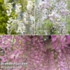 Wisteria Trio -Cheap Tree Foliage Store wist trio