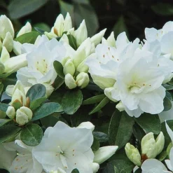 Azalea 'Dwarf Collection' 9 Azalea 'Dwarf Collection' -Cheap Tree Foliage Store z AZAL T51899 A h