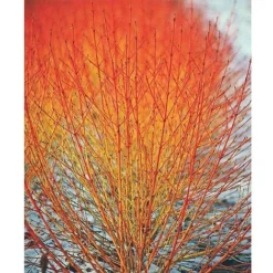 Winter Interest Shrub Collection -Cheap Tree Foliage Store z CORN T10053 A h
