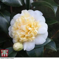 Camellia 'Blooming Wonder' Trio -Cheap Tree Foliage Store z Camellia Blooming Wonder White