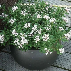 Daphne Fragrance Duo -Cheap Tree Foliage Store z DAPH P93935 A h61