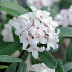 Daphne Fragrance Duo -Cheap Tree Foliage Store z DAPH P93935 B h31