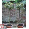 Holly 'Golden King' (Standard Tree) -Cheap Tree Foliage Store z HOLL TG60206 A