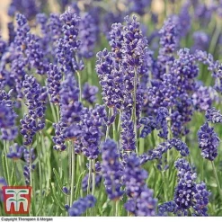 Lavender Collection -Cheap Tree Foliage Store z LAVE T44635 B51