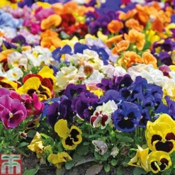Pansy Summertime Mix (Garden Ready) -Cheap Tree Foliage Store z PANS P85592 A4