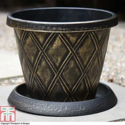 Clematis 'New Love' -Cheap Tree Foliage Store z PATI T56850P A36