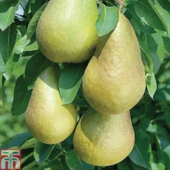Fruit Tree Collection (Mini Fruit Tree) -Cheap Tree Foliage Store z PEAR T42025 A h