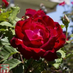Rose 'Breeder's Choice Collection' (Hybrid Tea Rose) -Cheap Tree Foliage Store z ROSE T59107 A h