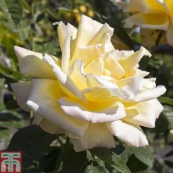 Rose 'Breeder's Choice Collection' (Hybrid Tea Rose) -Cheap Tree Foliage Store z ROSE T59108 A h