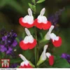 Salvia 'Hot Lips' -Cheap Tree Foliage Store z SALV T51410 C