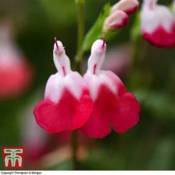 Salvia 'Hot Lips' -Cheap Tree Foliage Store z SALV T51410 C1