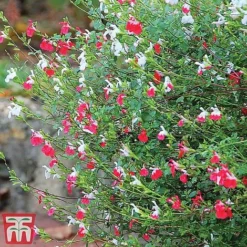 Salvia 'Hot Lips' -Cheap Tree Foliage Store z SALV T51410 E