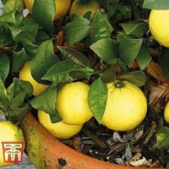Mediterranean Fruit Collection -Cheap Tree Foliage Store z citrus t10993 B