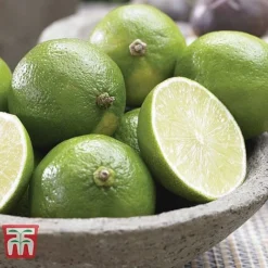 Mediterranean Fruit Collection -Cheap Tree Foliage Store z citrus t10993 D