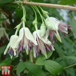 Clematis Duo Collection -Cheap Tree Foliage Store z nap