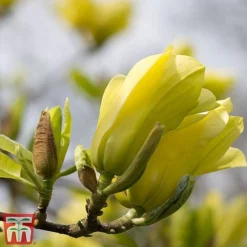 Magnolia X Brooklynensis 'Yellow Bird' -Cheap Tree Foliage Store z yellow11