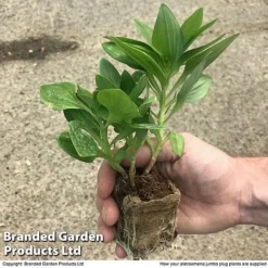 Alstroemeria 'Tree Everest Mix' -Cheap Tree Foliage Store zalstro jumbo size11